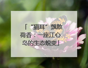 “猫耳”飘散荷香：一座江心岛的生态蜕变