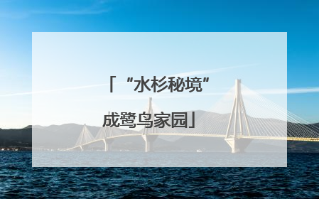 “水杉秘境”成鹭鸟家园