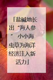 盐碱地长出“海人参” 小小海虫草为海洋经济注入新活力
