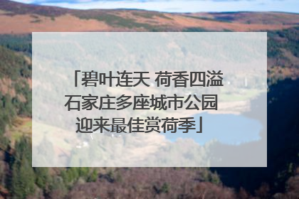 碧叶连天 荷香四溢 石家庄多座城市公园迎来最佳赏荷季