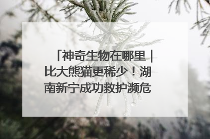 神奇生物在哪里｜比大熊猫更稀少！湖南新宁成功救护濒危鸟类海南鳽