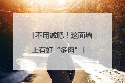 不用减肥！这面墙上有好“多肉”