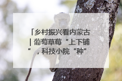 乡村振兴看内蒙古｜葡萄草莓“上下铺”，科技小院“种”出三倍效益