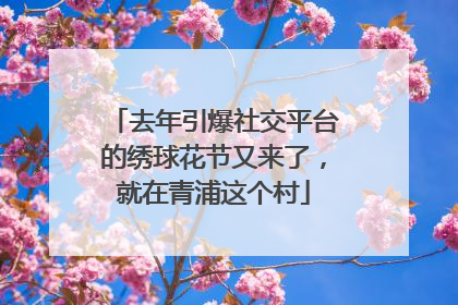 去年引爆社交平台的绣球花节又来了，就在青浦这个村