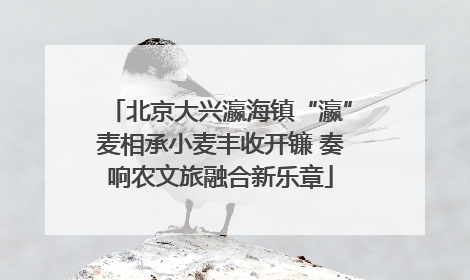 北京大兴瀛海镇“瀛”麦相承小麦丰收开镰 奏响农文旅融合新乐章