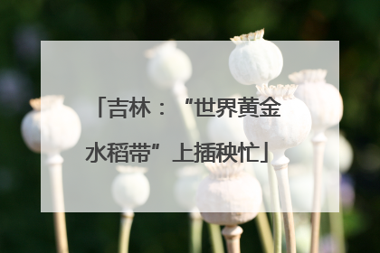 吉林：“世界黄金水稻带”上插秧忙