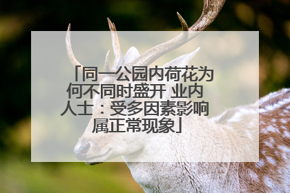 同一公园内荷花为何不同时盛开 业内人士：受多因素影响 属正常现象