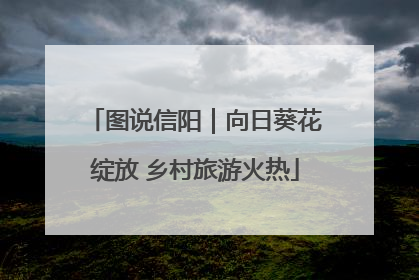 图说信阳｜向日葵花绽放 乡村旅游火热
