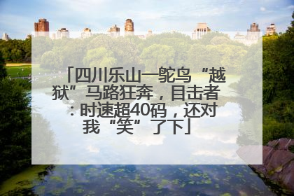 四川乐山一鸵鸟“越狱”马路狂奔，目击者：时速超40码，还对我“笑”了下