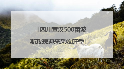 四川宣汉500亩波斯玫瑰迎来采收旺季