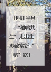 四川平昌：“稻鸭共生”走出生态致富新“稻”路