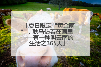 夏日限定“黄金雨”，耿马仿若在画里——有一种叫云南的生活之365天