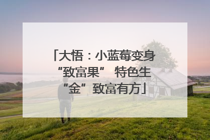 大悟：小蓝莓变身“致富果” 特色生“金”致富有方