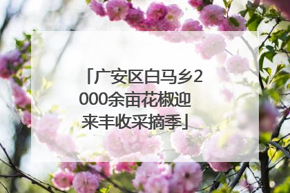 广安区白马乡2000余亩花椒迎来丰收采摘季