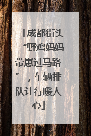 成都街头“野鸡妈妈带崽过马路”，车辆排队让行暖人心
