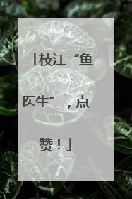 枝江“鱼医生”，点赞！