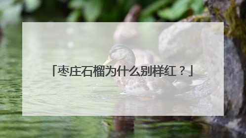 枣庄石榴为什么别样红？
