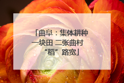 曲阜：集体耕种一块田 二张曲村“稻”路宽