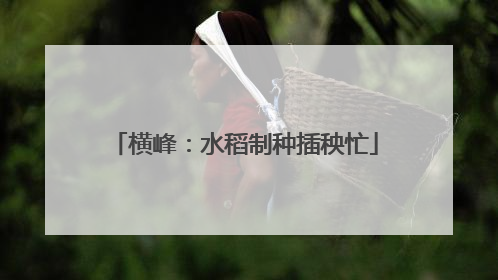 横峰：水稻制种插秧忙