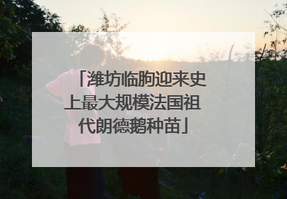 潍坊临朐迎来史上最大规模法国祖代朗德鹅种苗