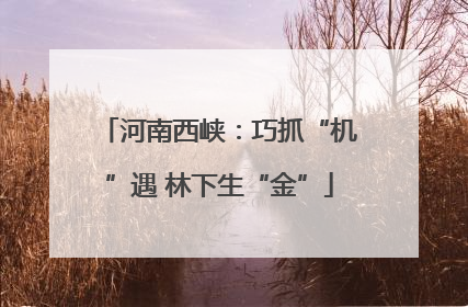 河南西峡：巧抓“机”遇 林下生“金”