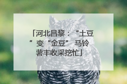河北昌黎：“土豆”变“金豆” 马铃薯丰收采挖忙
