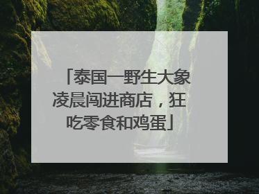泰国一野生大象凌晨闯进商店，狂吃零食和鸡蛋