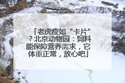 老虎瘦如“卡片”？北京动物园：饲料能保障营养需求，它体重正常，放心吧