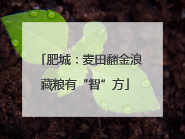 肥城：麦田翻金浪藏粮有“智”方