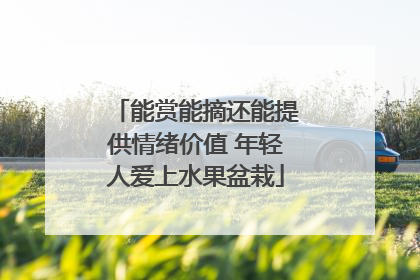 能赏能摘还能提供情绪价值 年轻人爱上水果盆栽