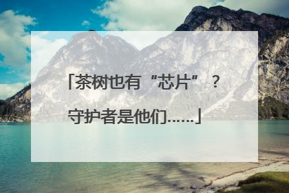茶树也有“芯片”？守护者是他们……