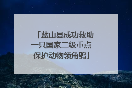 蓝山县成功救助一只国家二级重点保护动物领角鸮