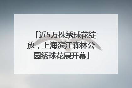 近5万株绣球花绽放，上海滨江森林公园绣球花展开幕
