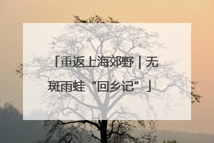 重返上海郊野｜无斑雨蛙“回乡记”