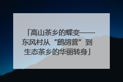 高山茶乡的蝶变——东风村从“鹧鸪营”到生态茶乡的华丽转身